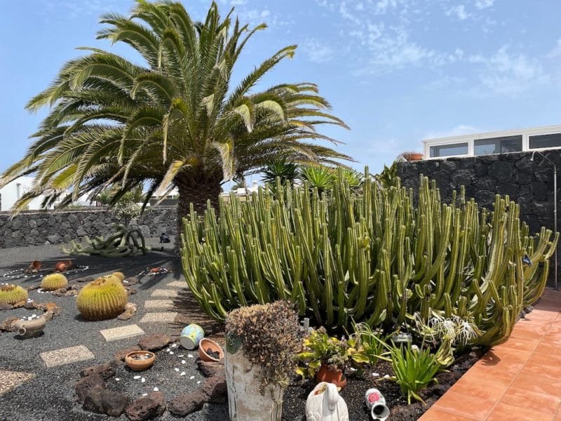 Villa Burgao - Playa Blanca - Cactus Garden