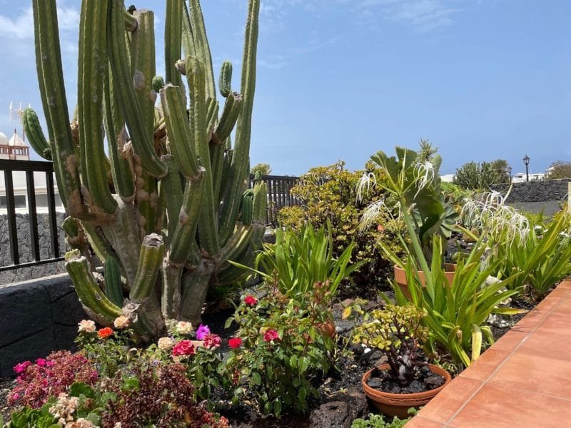 Villa Burgao - Playa Blanca - Cactus Garden